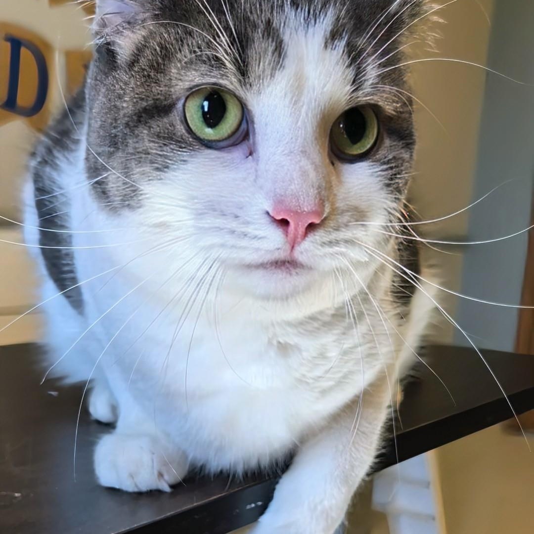 Tomi, an adopted Domestic Short Hair in West Jefferson, OH image 6/6