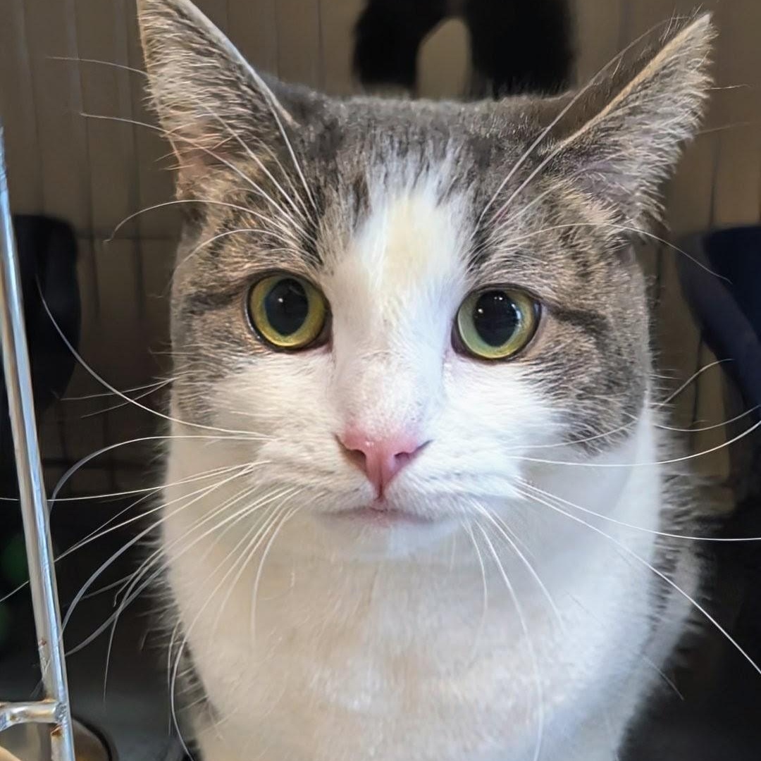 Tomi, an adopted Domestic Short Hair in West Jefferson, OH image 3/6