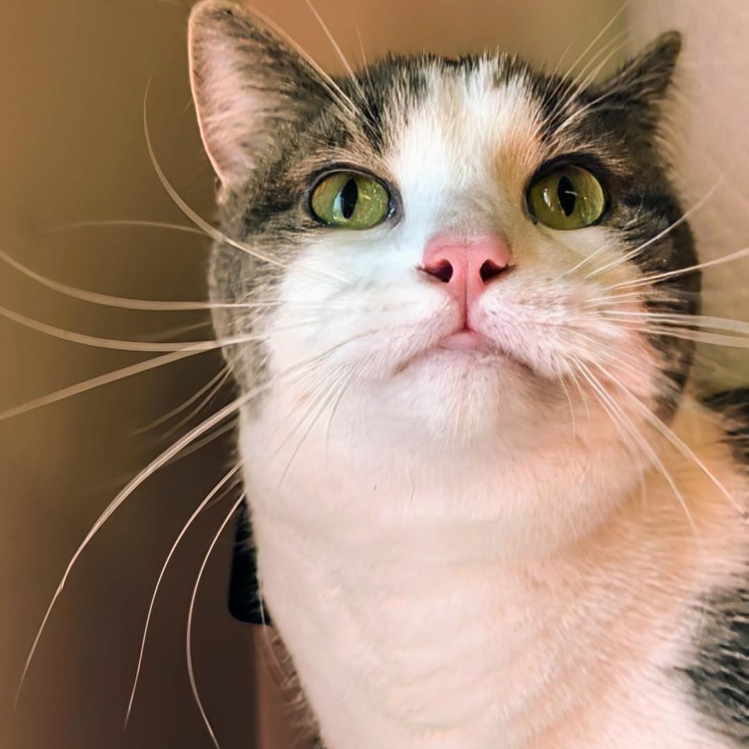 Tomi, an adopted Domestic Short Hair in West Jefferson, OH image 5/6