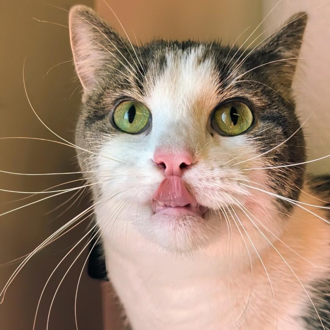 Tomi, an adopted Domestic Short Hair in West Jefferson, OH image 2/6