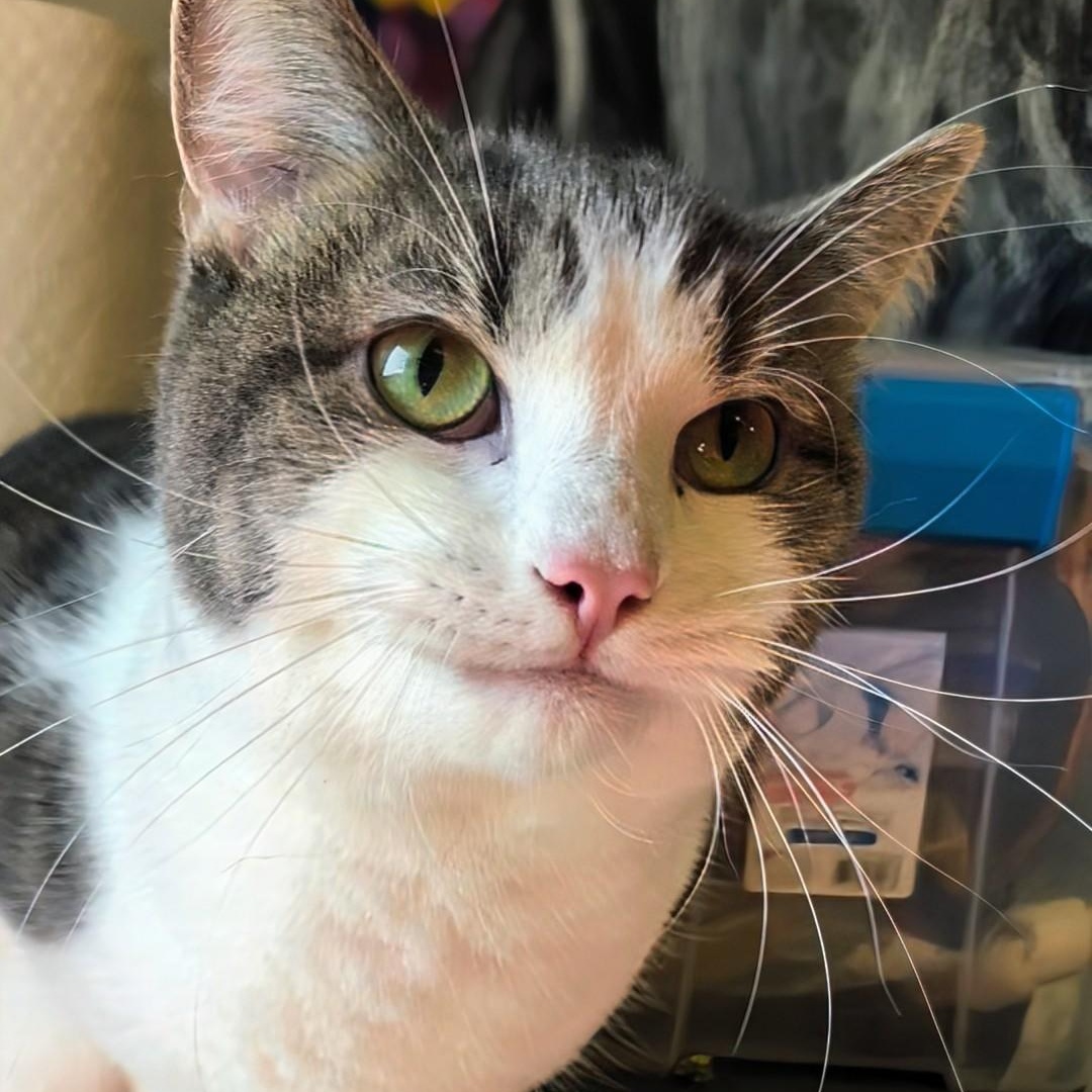 Tomi, an adopted Domestic Short Hair in West Jefferson, OH image 4/6