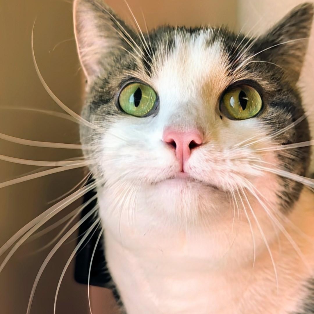 Tomi, an adopted Domestic Short Hair in West Jefferson, OH image 1/6