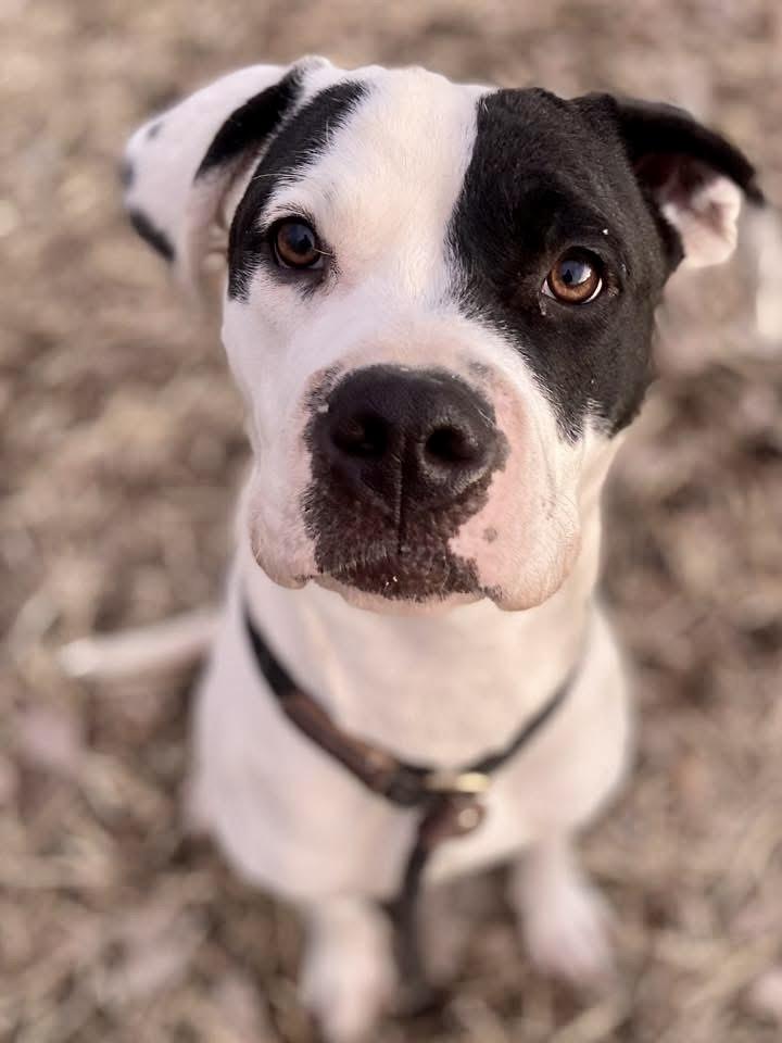 Holly, an adopted Pit Bull Terrier in Chicago, IL image 1/4
