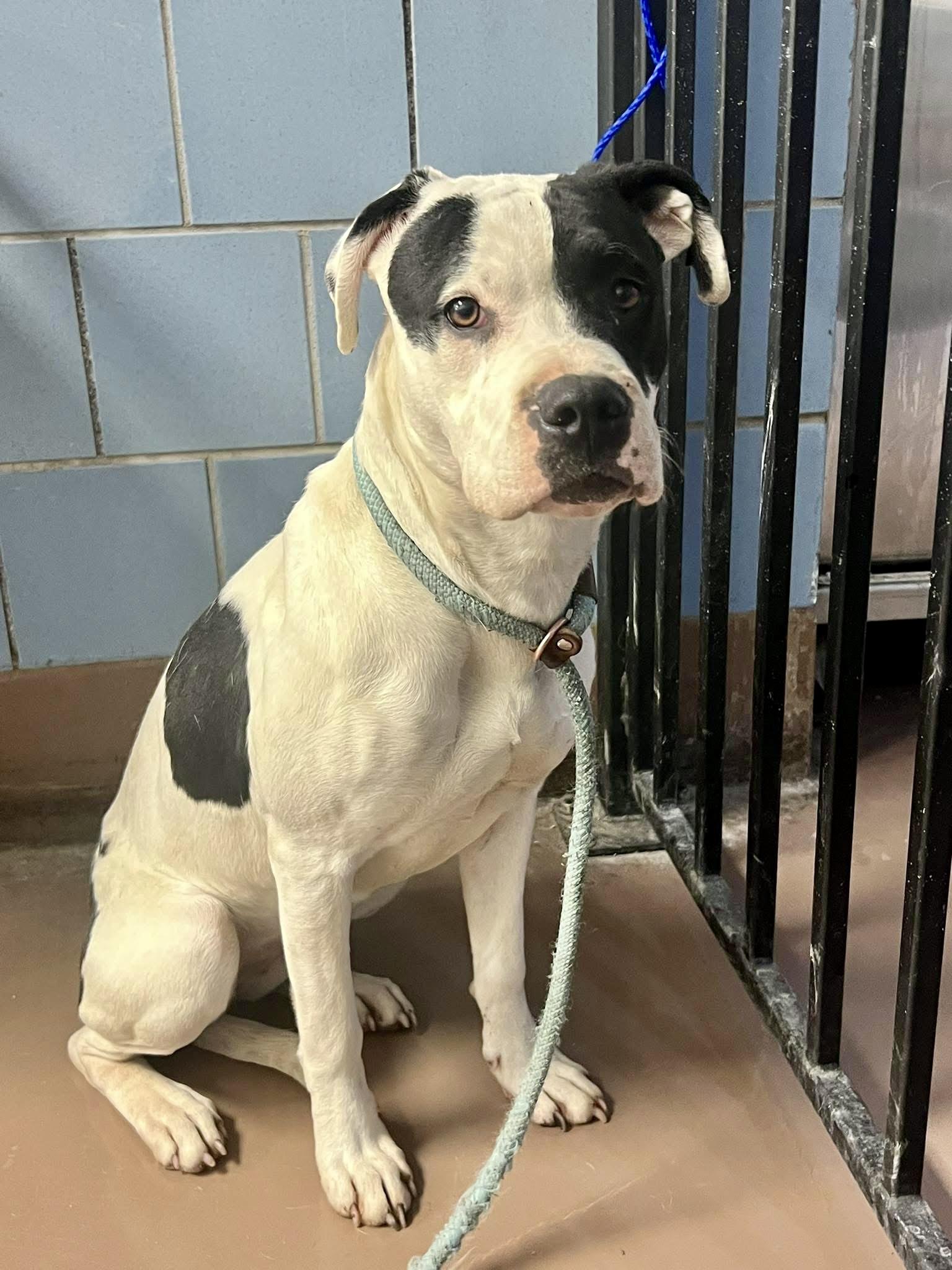 Holly, an adopted Pit Bull Terrier in Chicago, IL image 4/4