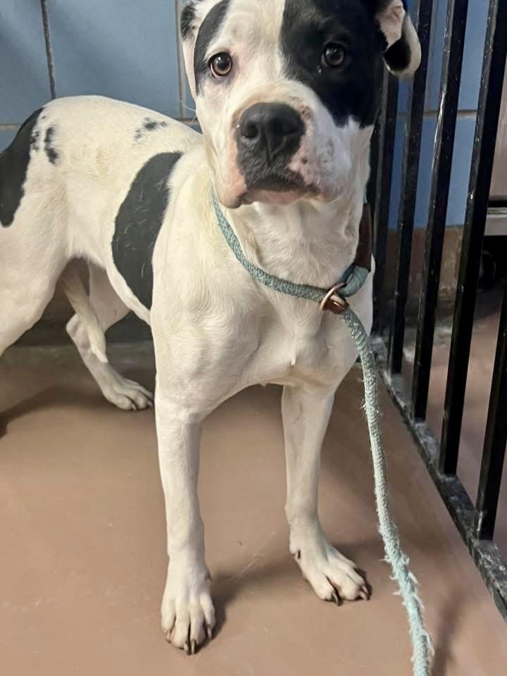 Holly, an adopted Pit Bull Terrier in Chicago, IL image 3/4