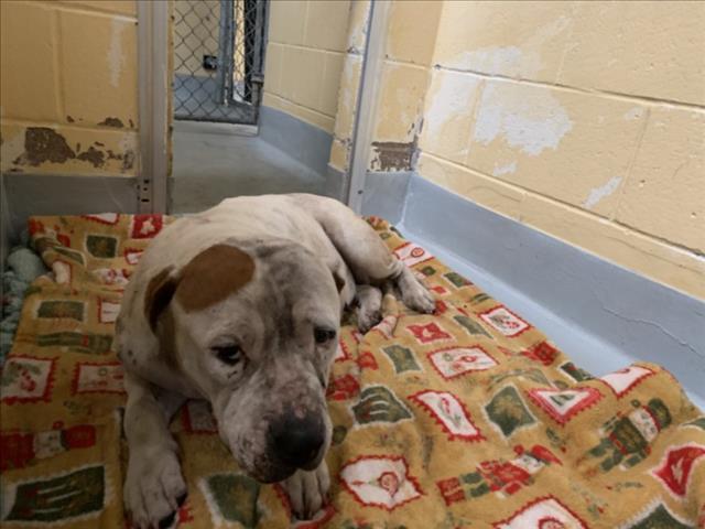 LANTZY, Adoptable, Adult Female Pit Bull Terrier & Mixed Breed.