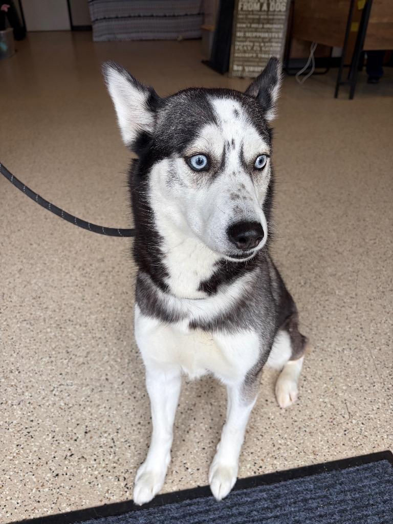Storm, Adoptable, Young Female Husky.