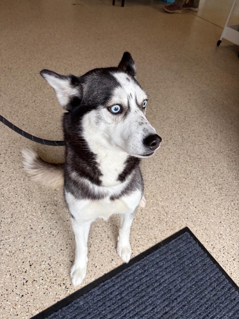 Enlarge Storm, a Adoptable Husky in Newberg, OR image 2/6