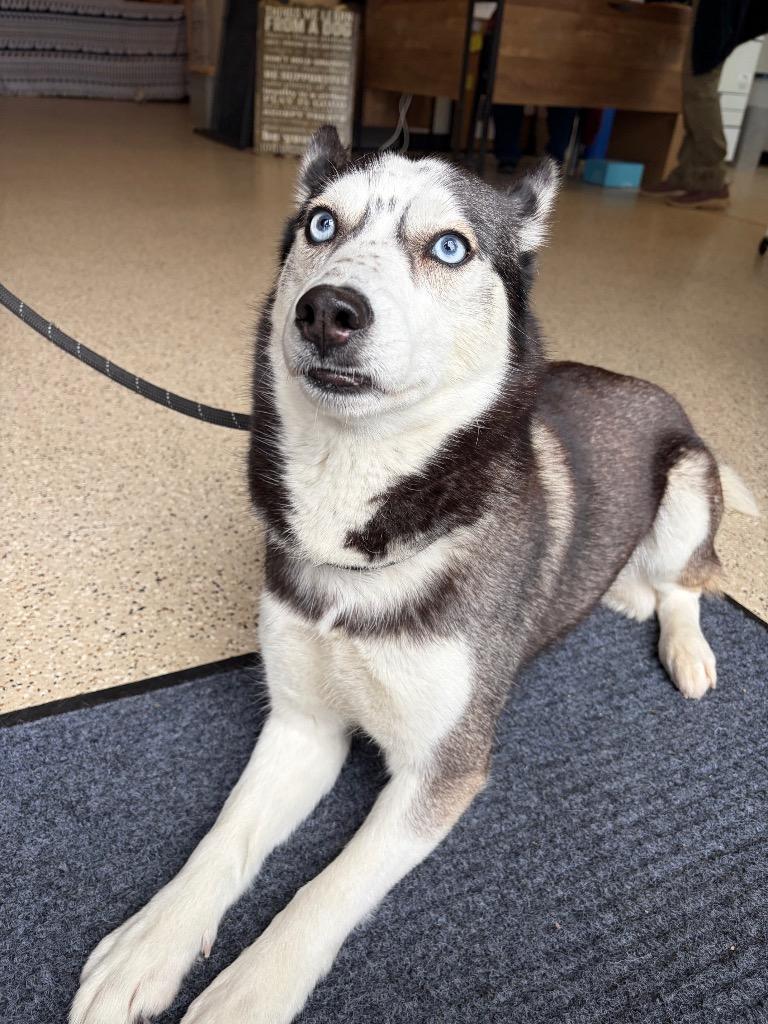 Enlarge Storm, a Adoptable Husky in Newberg, OR image 3/6