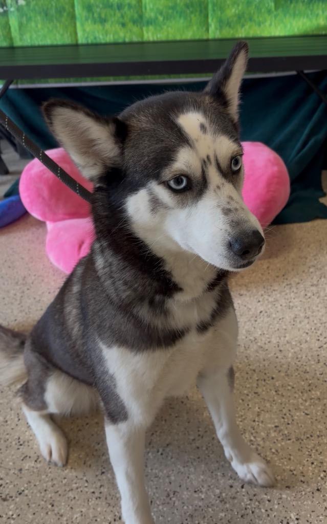 Enlarge Storm, a Adoptable Husky in Newberg, OR image 4/6