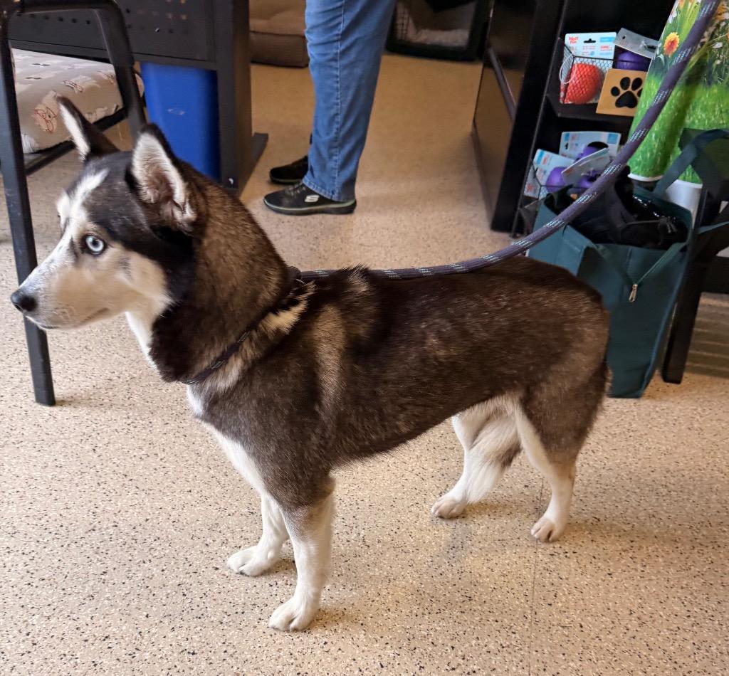 Enlarge Storm, a Adoptable Husky in Newberg, OR image 5/6