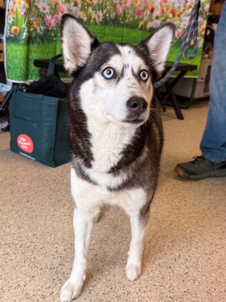 Enlarge Storm, a Adoptable Husky in Newberg, OR image 6/6