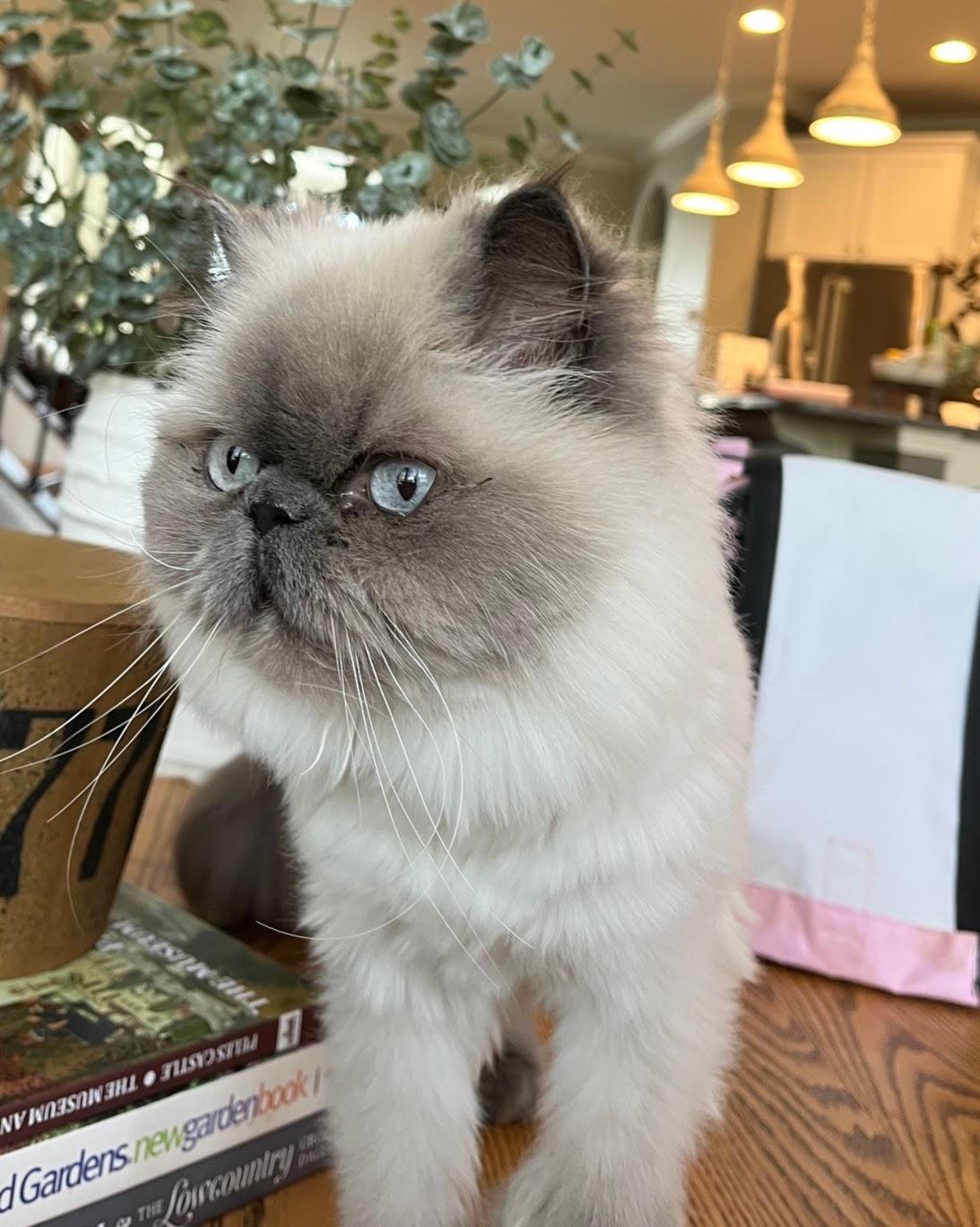 Enlarge Matilda Rose, a Adoptable Persian in Reston, VA image 1/2