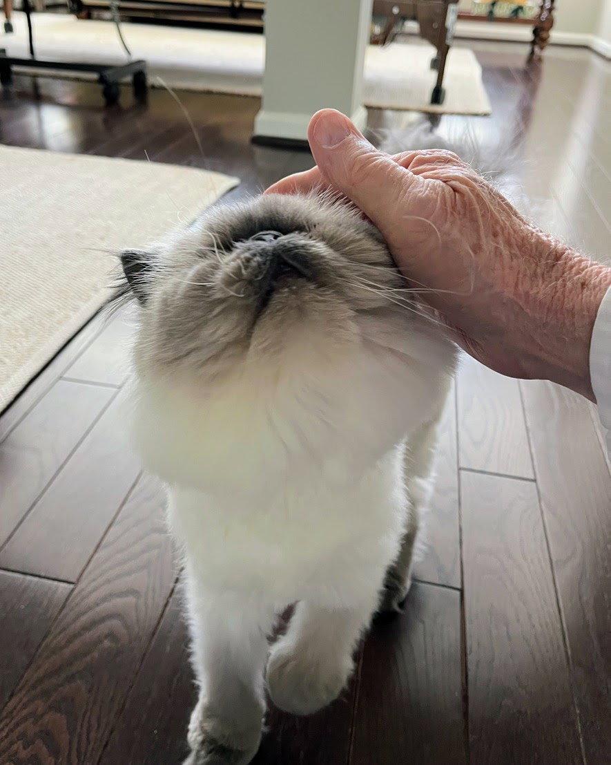 Enlarge Matilda Rose, a Adoptable Persian in Reston, VA image 2/2