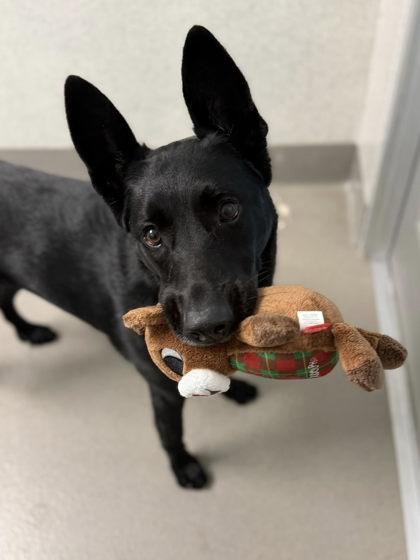 Art, Adoptable, Adult Female Shepherd & Mixed Breed.