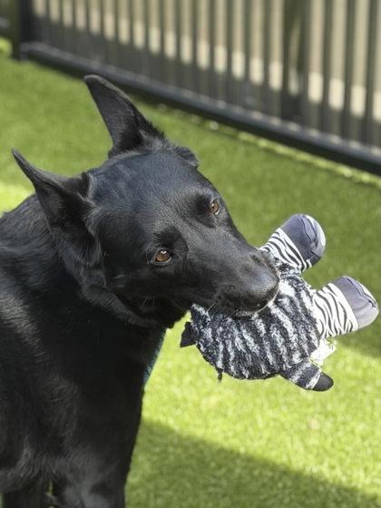 Enlarge Art, a Adoptable mixed breed in Roseville, CA image 2/3