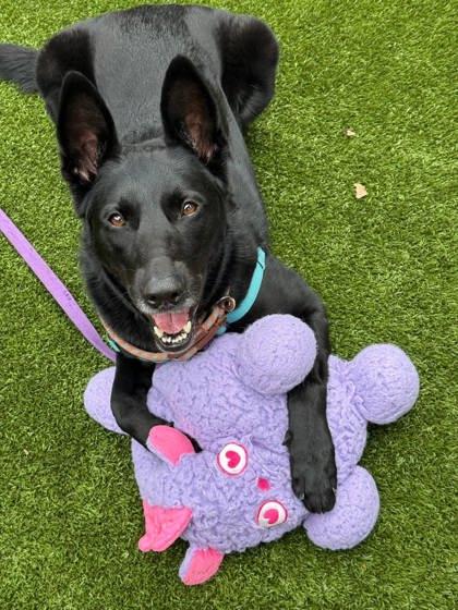 Art, Adoptable, Adult Female Shepherd & Mixed Breed.