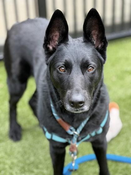 Enlarge Art, a Adoptable mixed breed in Roseville, CA image 3/3