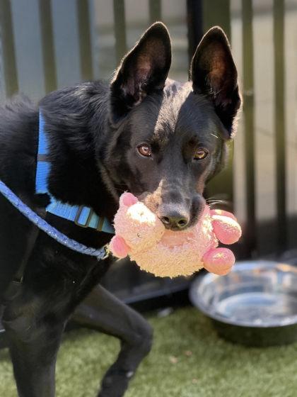 Enlarge Art, a Adoptable mixed breed in Roseville, CA image 2/3