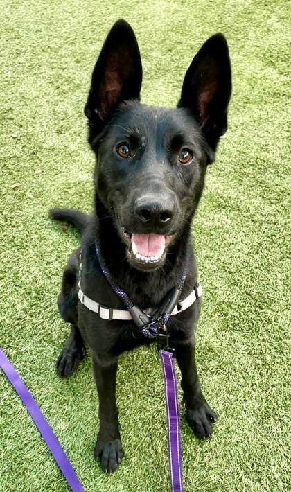 Enlarge Art, a Adoptable mixed breed in Roseville, CA image 3/3