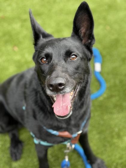 Enlarge Art, a Adoptable mixed breed in Roseville, CA image 3/3