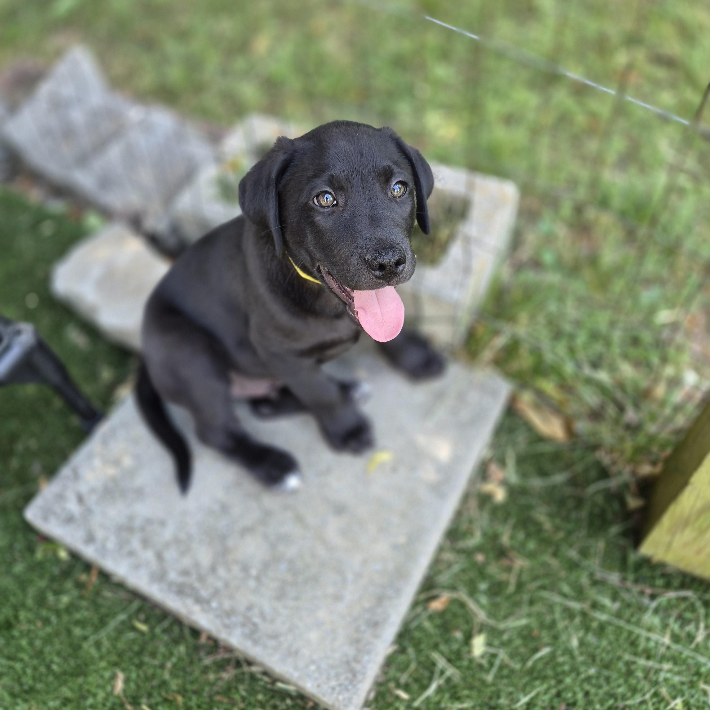 Sunkist, a Adoptable mixed breed in Gallatin, TN image 1/4