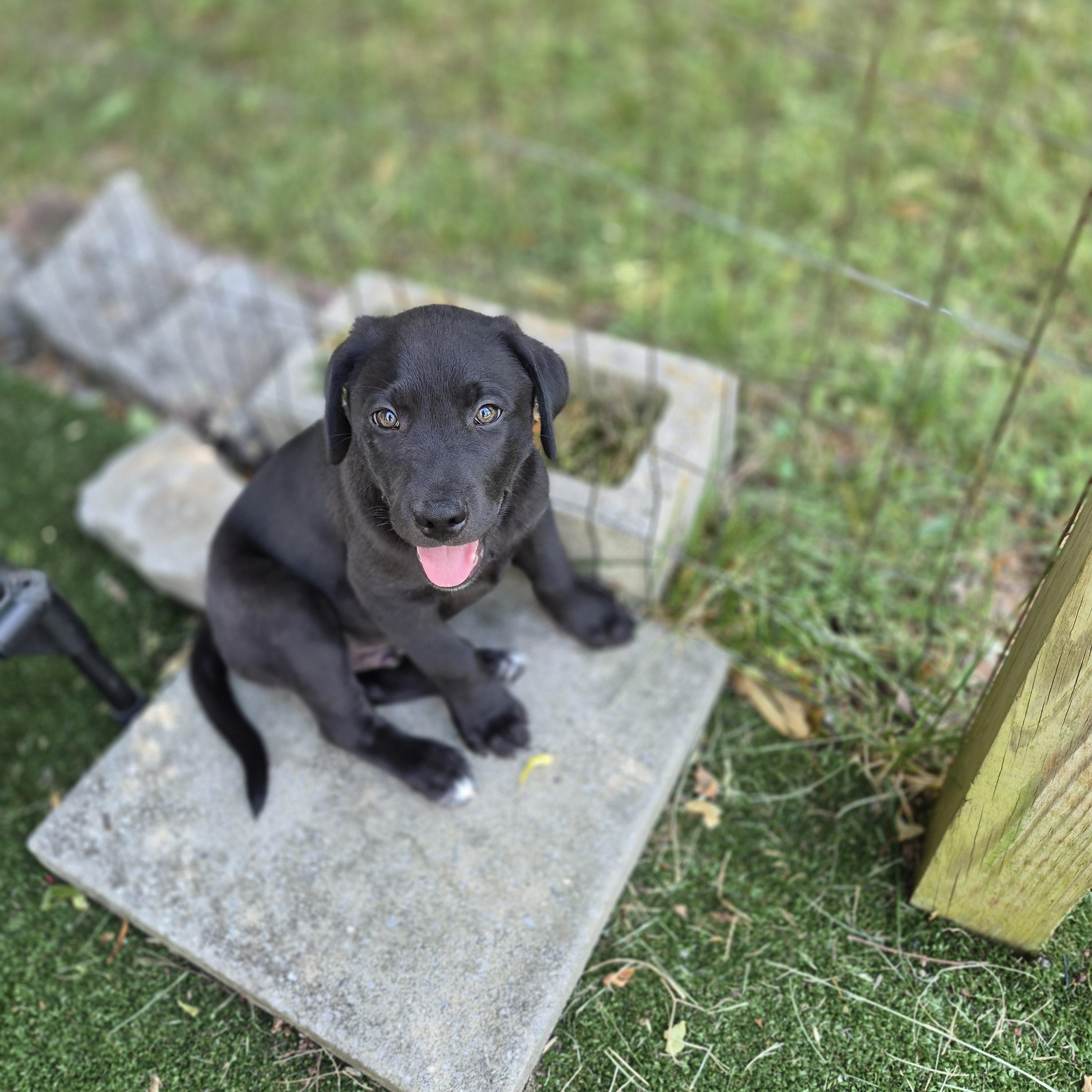 Sunkist, a Adoptable mixed breed in Gallatin, TN image 4/4