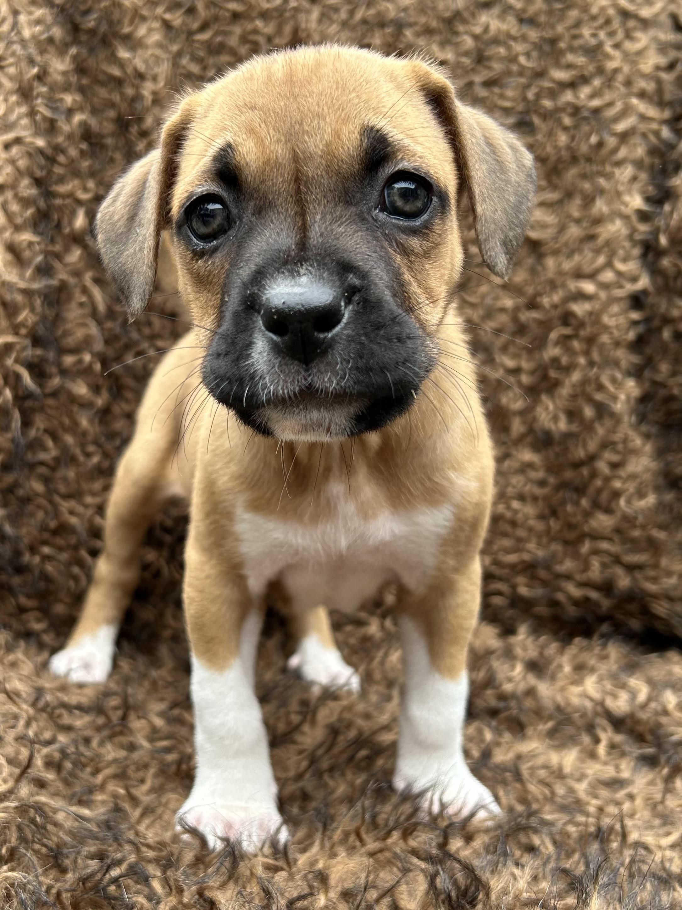 Amity, Adopted, Puppy Female Bulldog & Boxer.