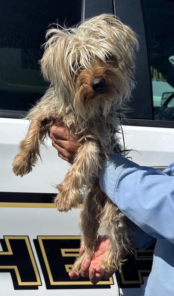 Nellie, Adoptable, Young Female Yorkshire Terrier & Silky Terrier.