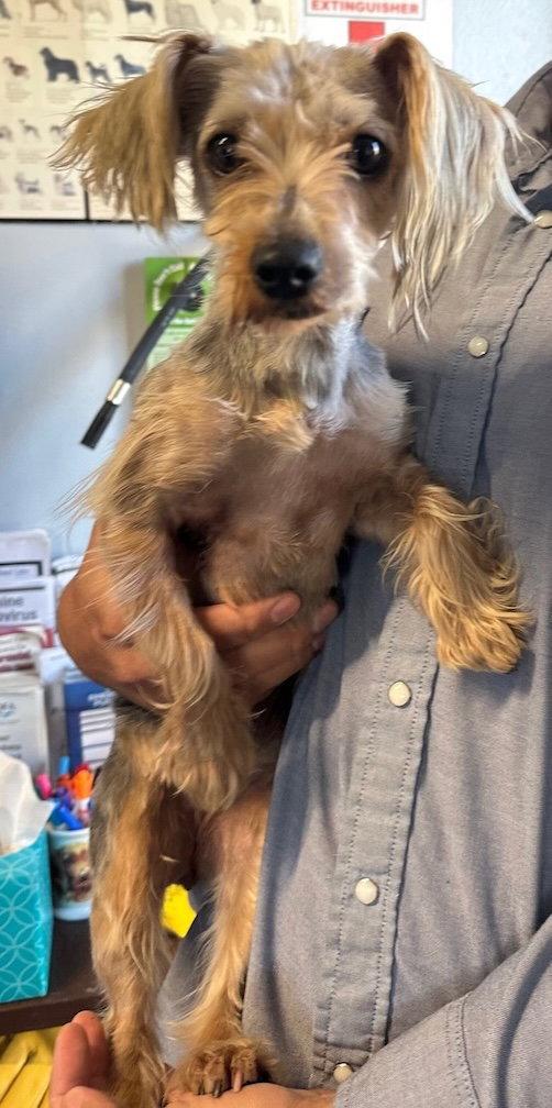 Enlarge Nellie, a Adoptable mixed breed in Penngrove, CA image 2/2