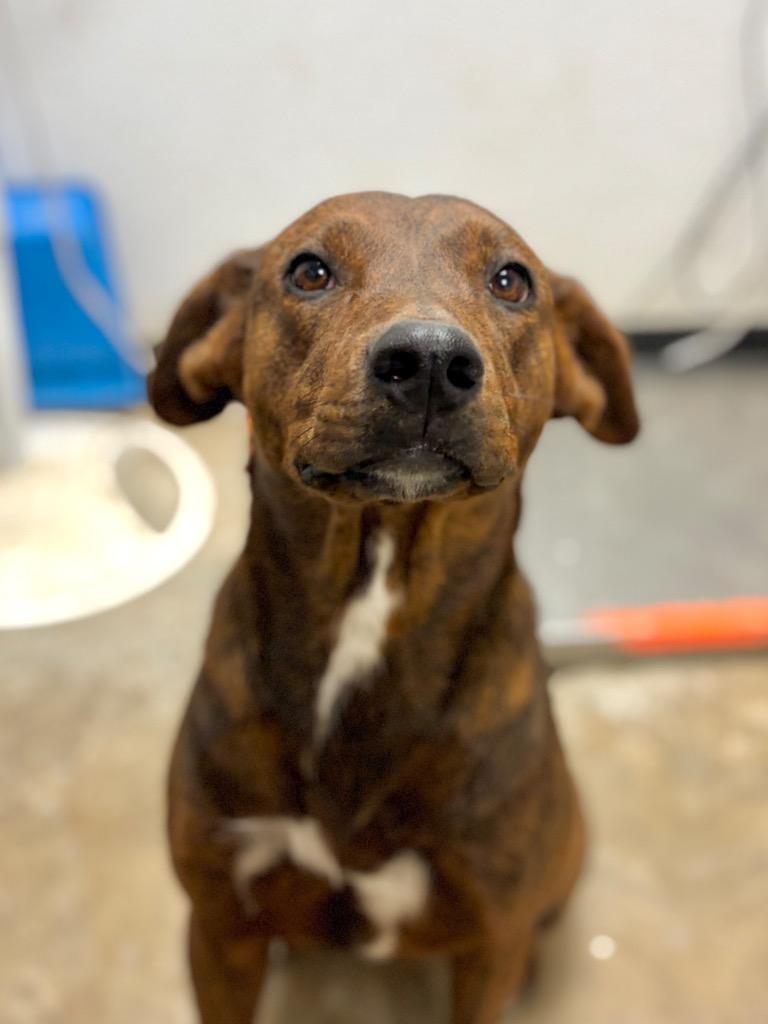 Buttercup, Adoptable, Young Female Mixed Breed.