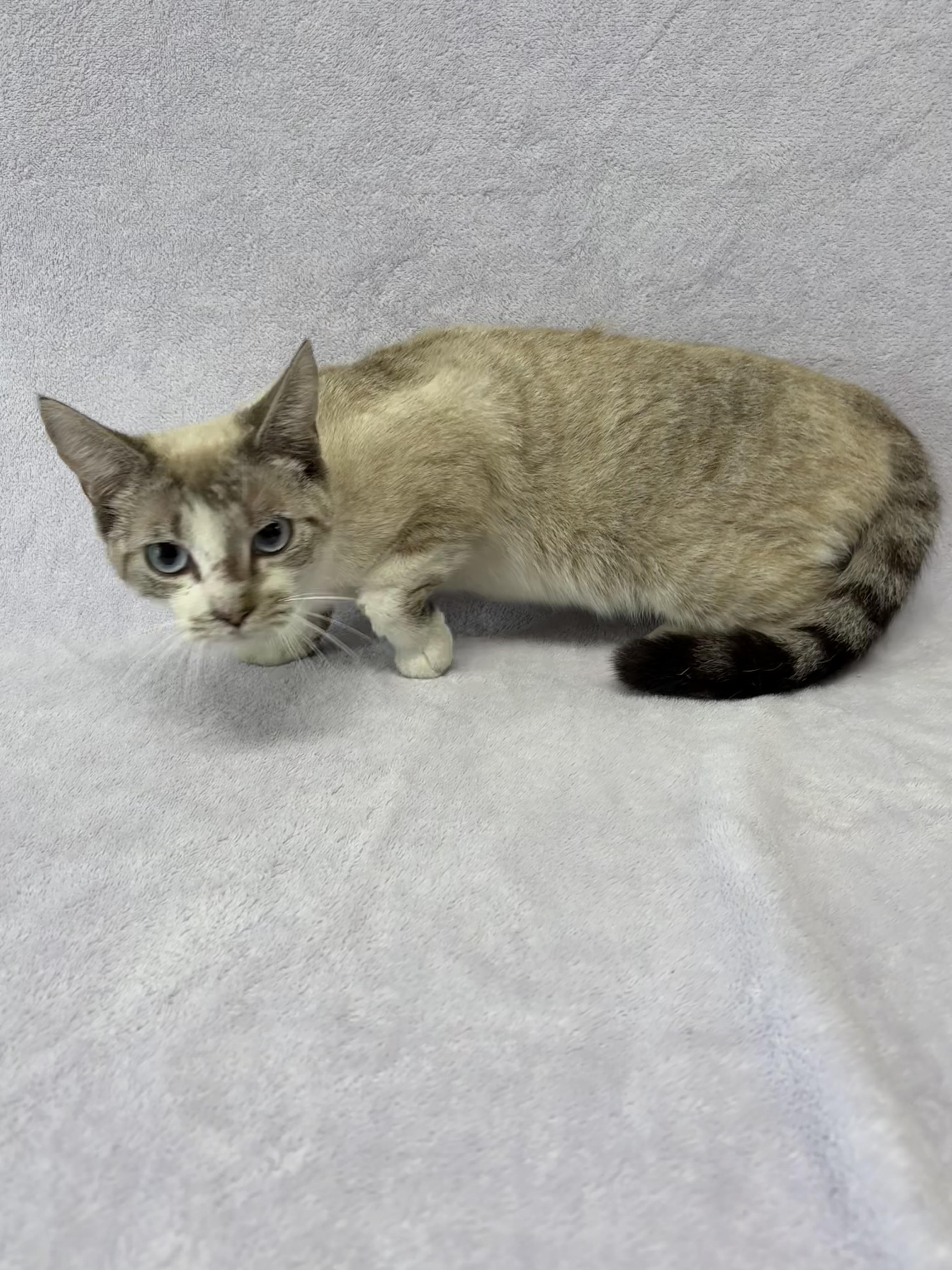 Phantom, adopted, Young Female Siamese.