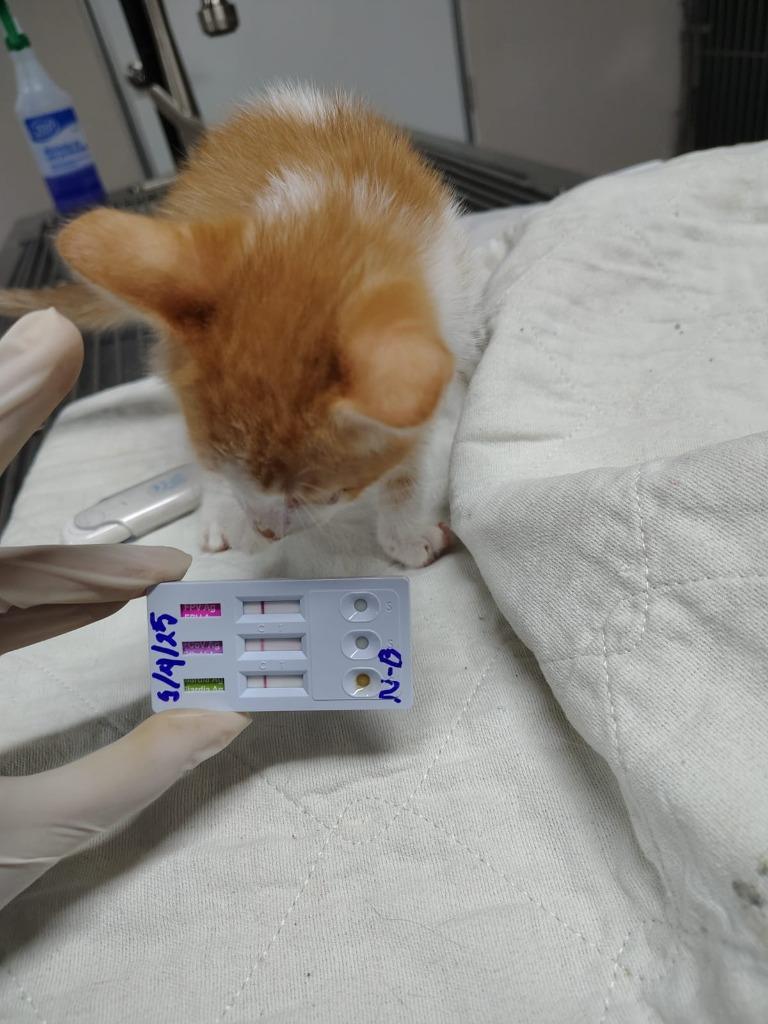 Rue, Adopted, Young Female Domestic Short Hair.