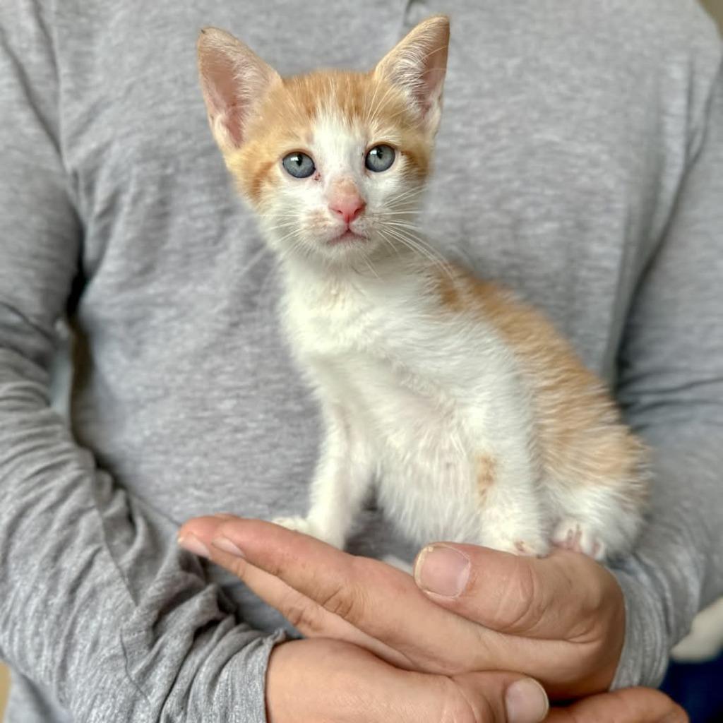 Rue, a Adopted mixed breed in San Juan de Abajo, NAY image 2/2