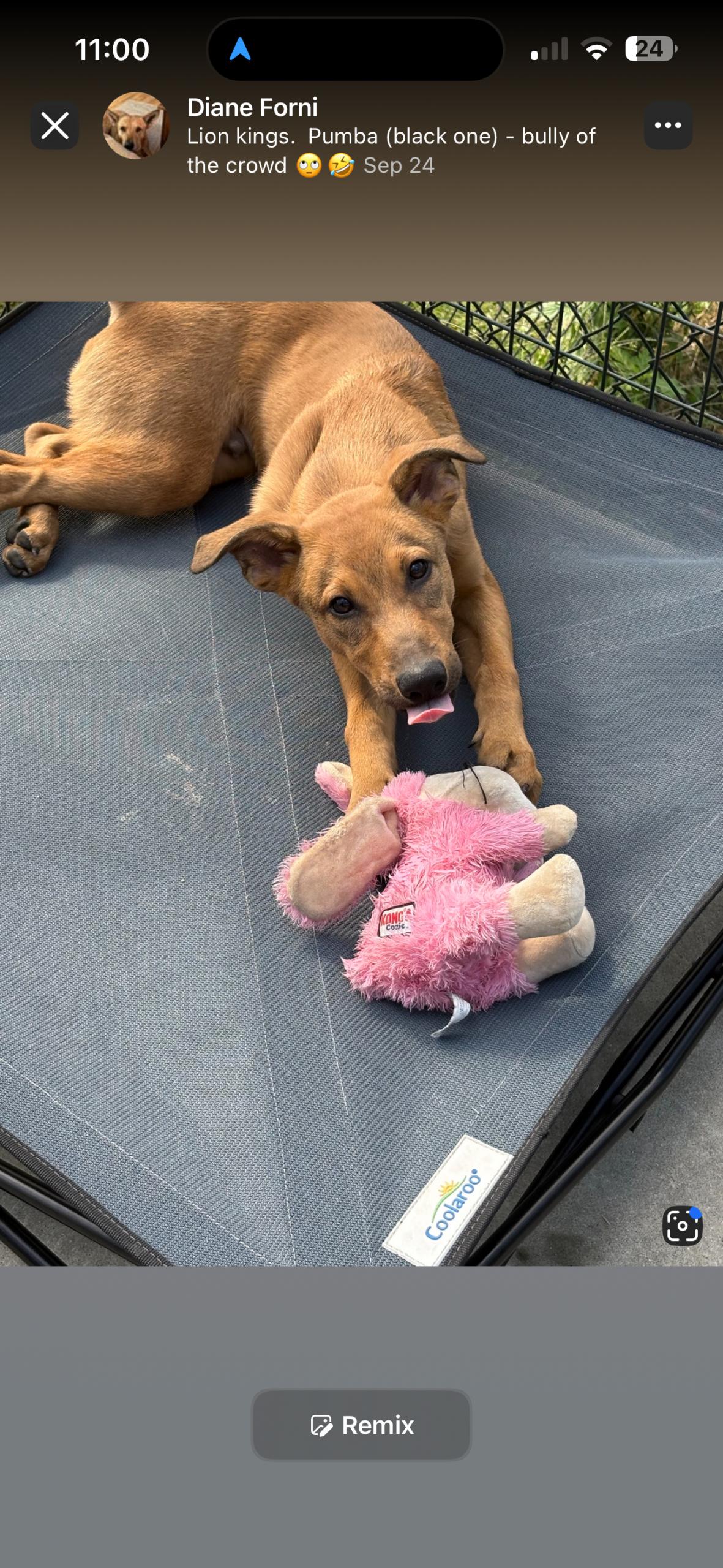 Simba, Adoptable, Puppy Male Mixed Breed.