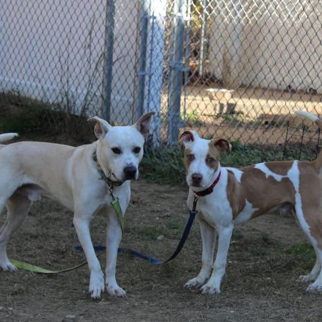 Acorn, a Adoptable mixed breed in Crystal Lake, IL image 2/4