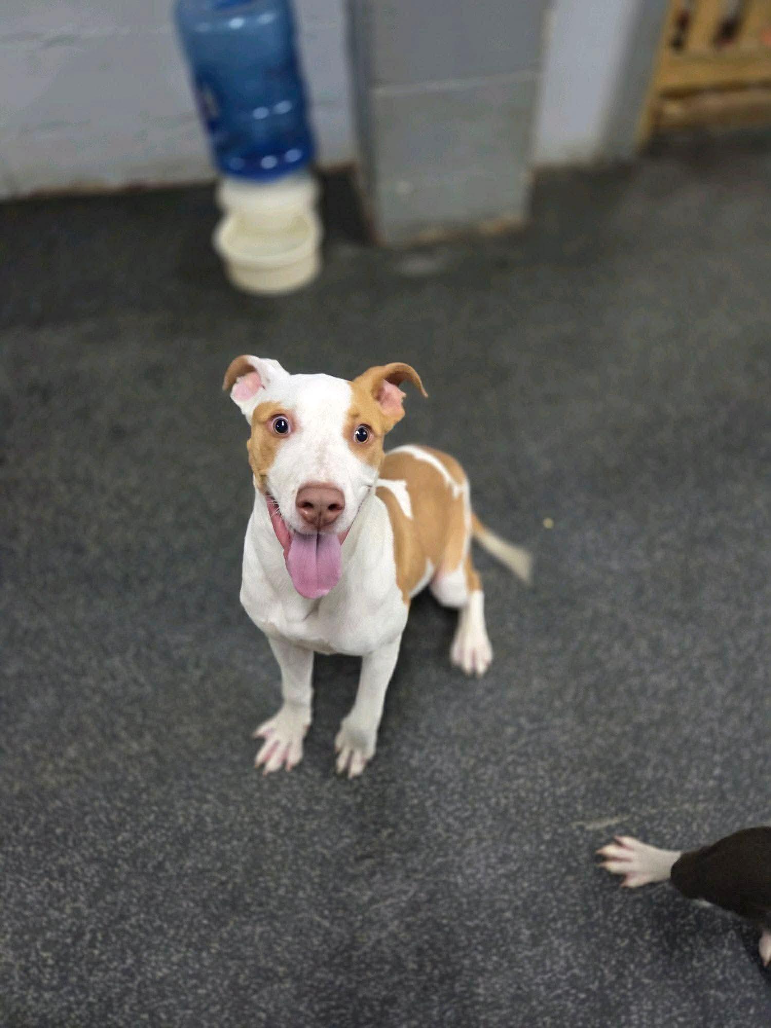 Acorn, a Adoptable mixed breed in Crystal Lake, IL image 3/4