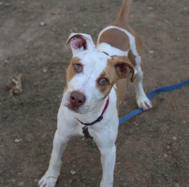 Acorn, Adoptable, Young Male Pit Bull Terrier.