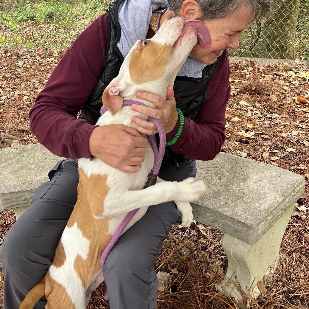 Acorn, a Adoptable mixed breed in Crystal Lake, IL image 4/4