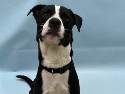 Dante, Adoptable, Adult Male Retriever & Mixed Breed.