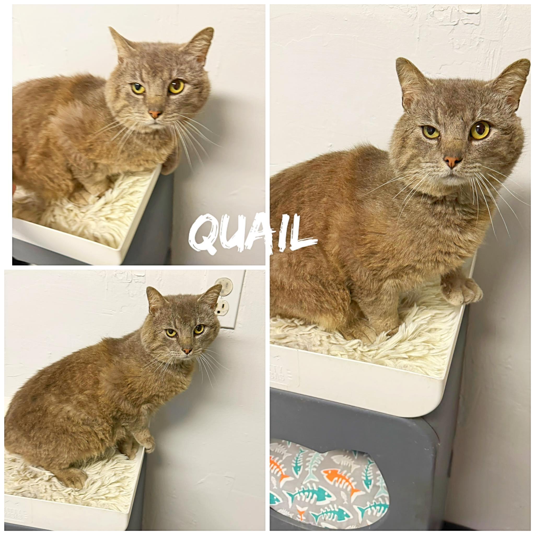 Quail, ADOPTABLE, Adult Male Domestic Short Hair.
