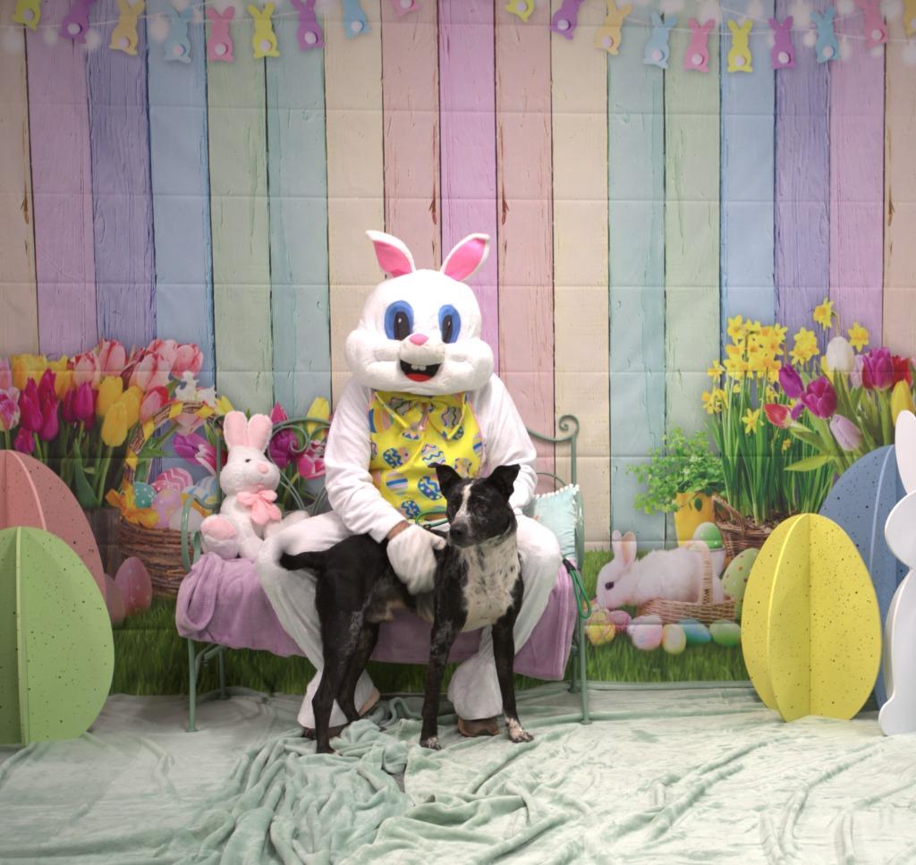 Enlarge Knox, a Adoptable mixed breed in Athens, TN image 1/4