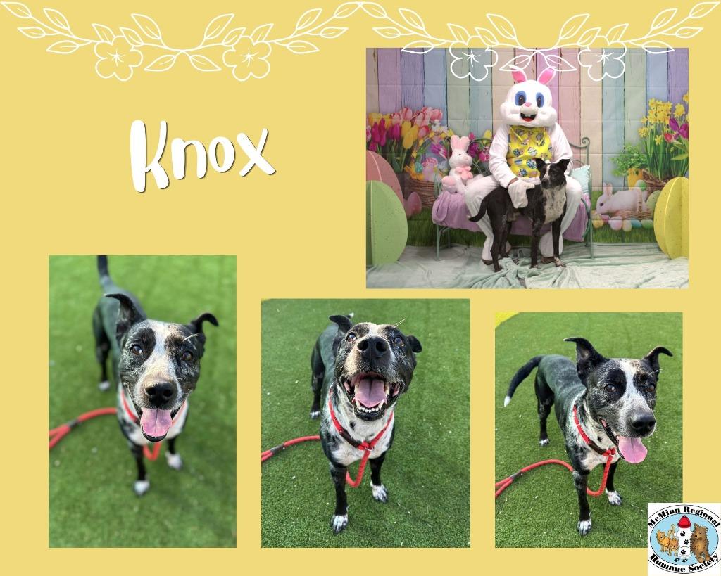 Enlarge Knox, a Adoptable mixed breed in Athens, TN image 2/5