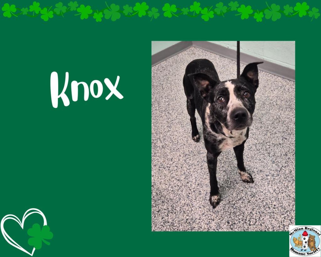Enlarge Knox, a Adoptable mixed breed in Athens, TN image 2/4