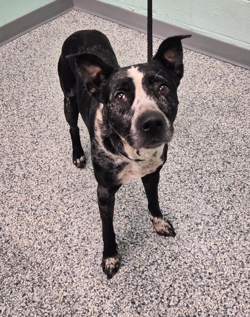 Enlarge Knox, a Adoptable mixed breed in Athens, TN image 3/4