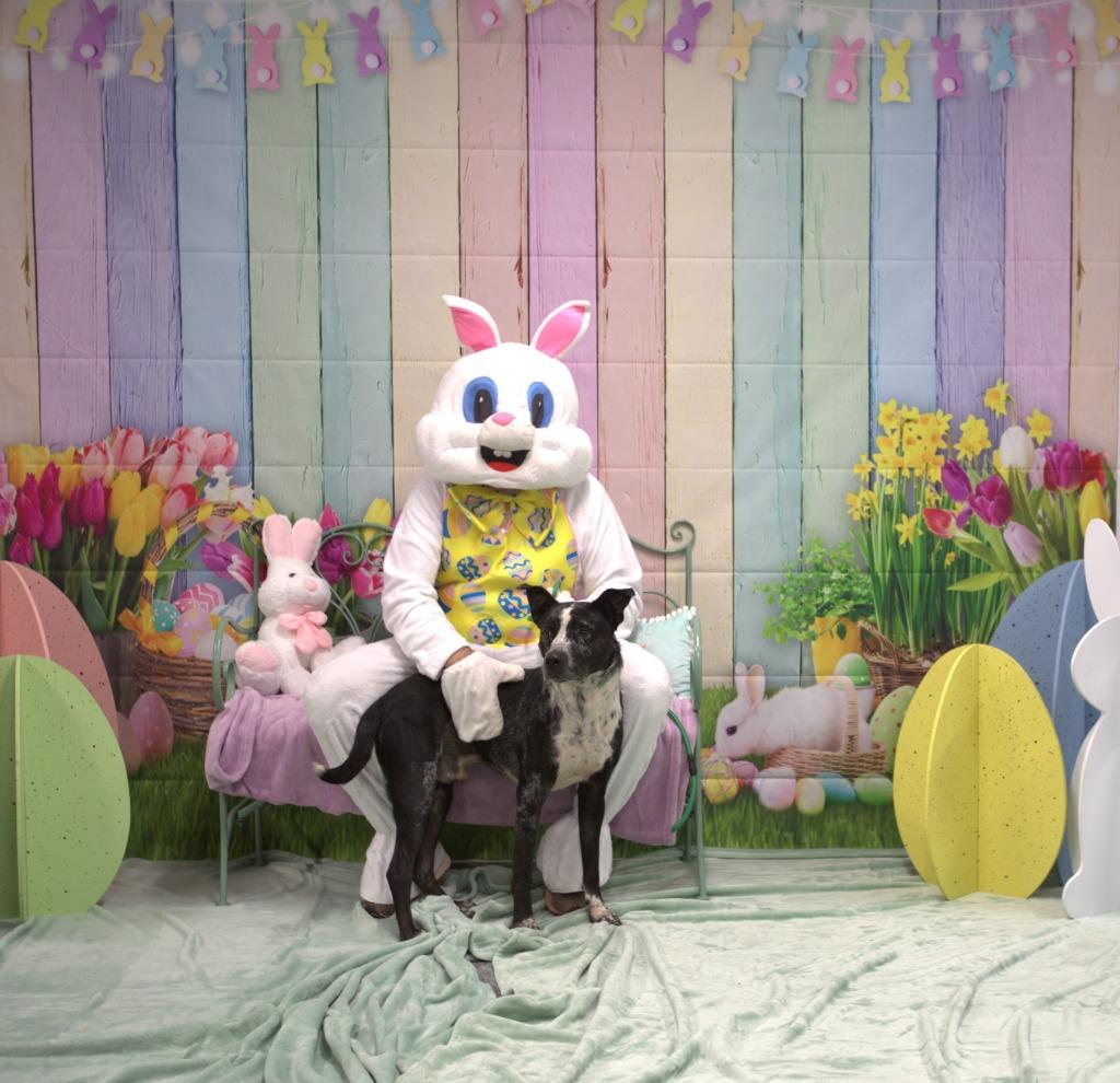 Enlarge Knox, a Adoptable mixed breed in Athens, TN image 4/4