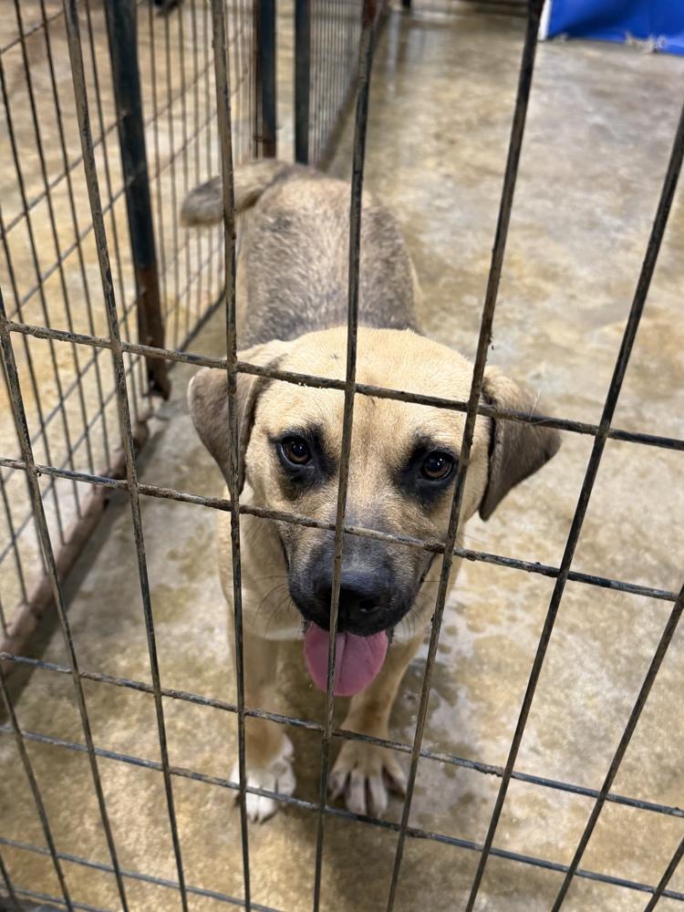 Tanya, Adoptable, Young Female Shepherd & Black Mouth Cur.
