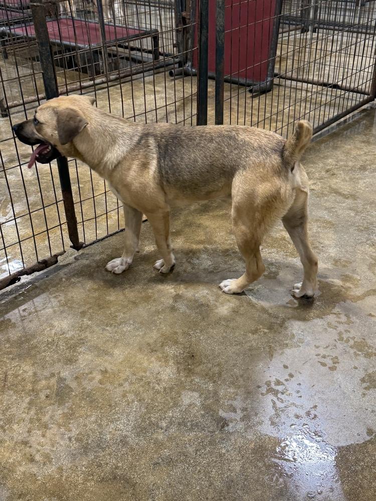 Enlarge Tanya, a Adoptable mixed breed in Crystal Springs, MS image 2/2