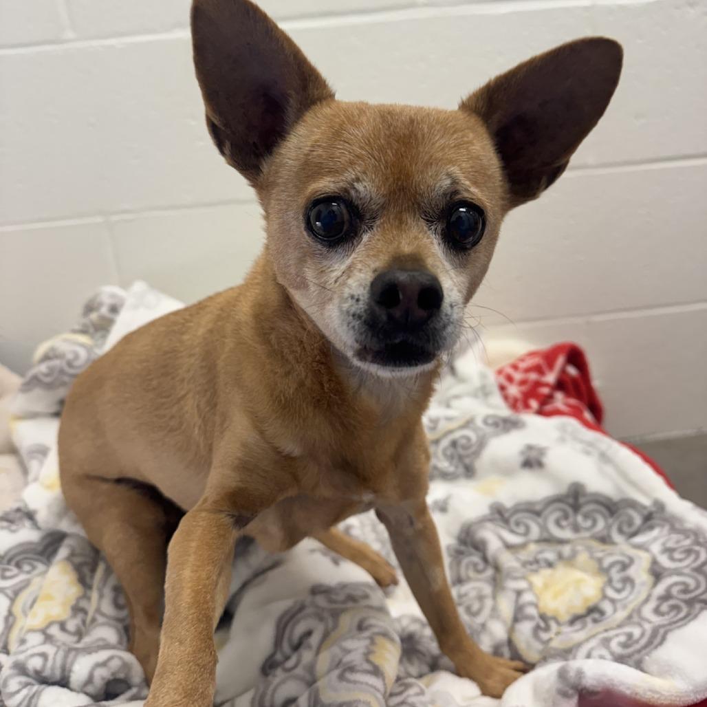 Scooby, Adoptable, Senior Male Chihuahua.