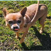 Scooby, a Adoptable Chihuahua in Buellton, CA image 2/2